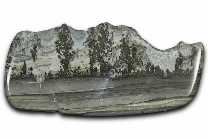 Triassic Aged Stromatolite Fossil - England #365710